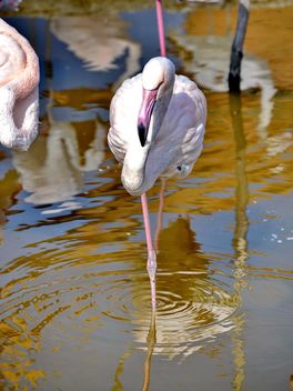 pink flamingo in park - Free image #329891